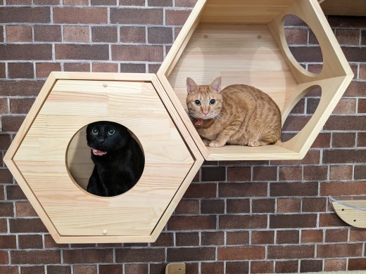 Nyanko no mori Yokohama