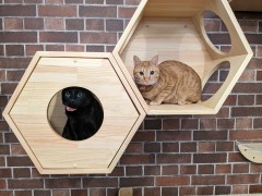 あなたにおすすめの物件 にゃんこの森横浜